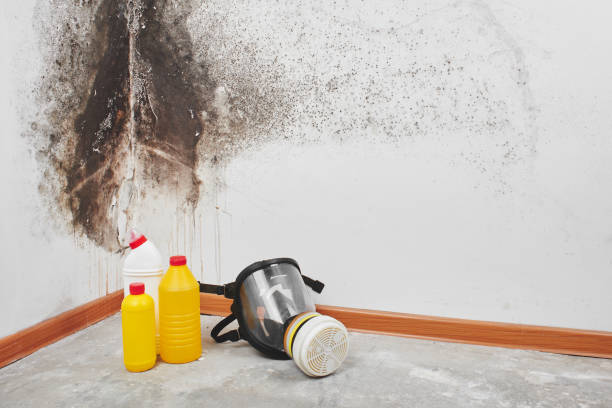 Reliable Frankfort, KY Mold Removal Solutions